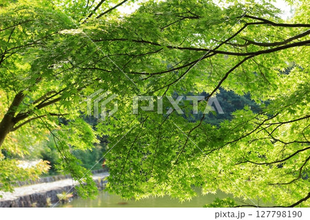 強い日差しをあびて透明感が綺麗な夏の青紅葉 強い日差しをあびて透明感が綺麗な夏の青紅葉 127798190