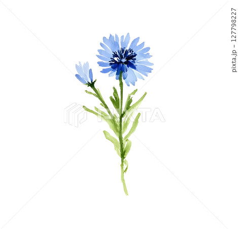 Delicate watercolor vector illustration of a blue cornflower (Centaurea cyanus), hand-painted and isolated on a white background. This elegant botanical element features soft, natural textures and 127798227