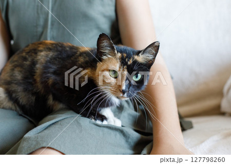 Happy cat portrait close-up with owner indoor 127798260