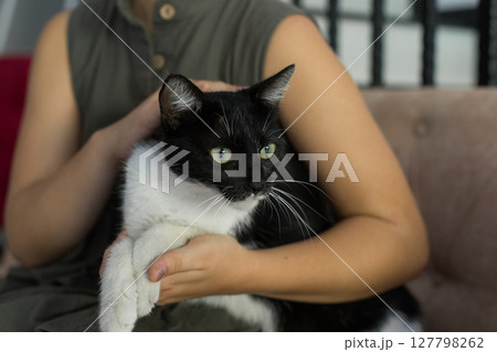 Domestic cat portrait close-up with owner indoor 127798262