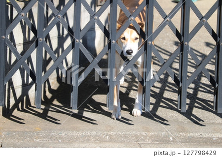 見てます　犬　覗く犬　番犬 127798429