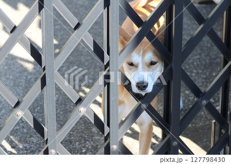 覗く犬　番犬　 127798430