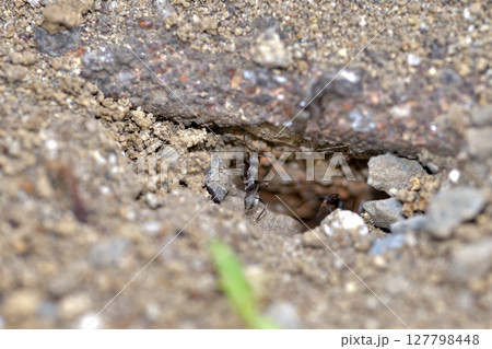 働きアリ 127798448