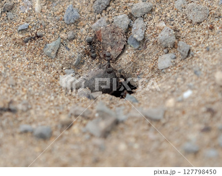 働きアリ 127798450