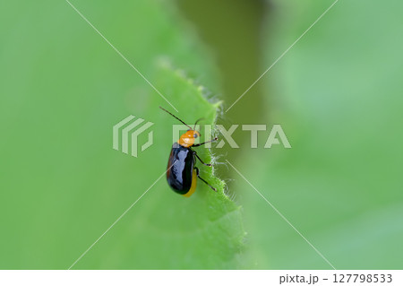 クロウリハムシ クロウリハムシ 127798533