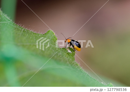 クロウリハムシ 127798536