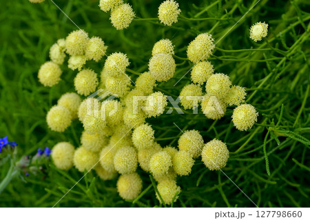 サントリナ 127798660