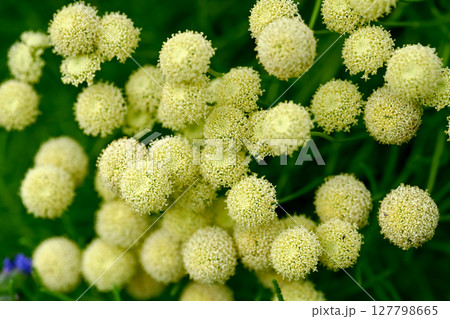 サントリナ 127798665