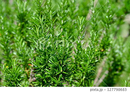 ローズマリー 127798683