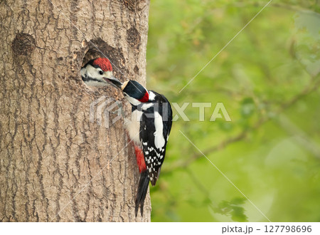 Great spotted woodpecker feeding its chick in spring, UK 127798696