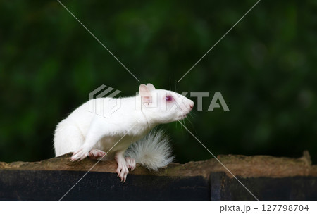 Portrait of a cute albino grey squirrel standing on a garden fence, UK. Portrait of a cute albino grey squirrel standing on a garden fence, UK. 127798704