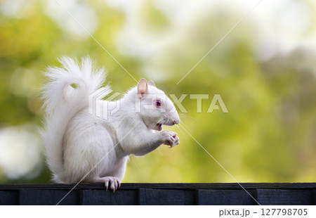 Portrait of a cute albino grey squirrel eating nuts on a garden fence, UK. 127798705