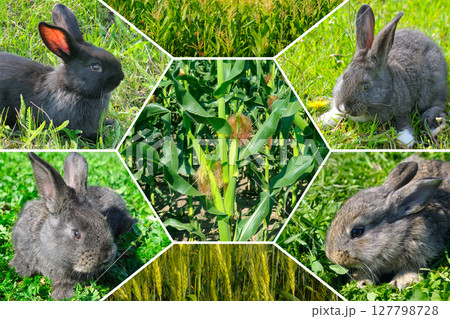 Rabbit Farm and corn and wheat field. Corn and wheat are fodder crops for livestock. Collage. 127798728