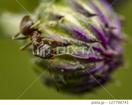 Macro Shot of Ant on Purple and Green Bud in Natural Setting 127798741