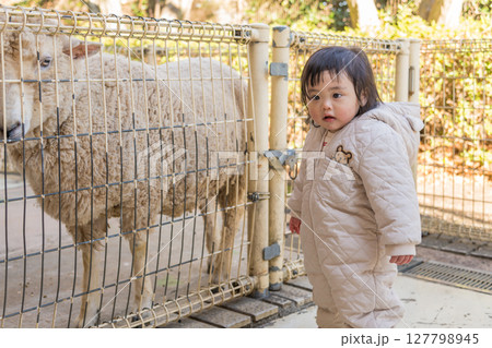【相模原市立麻溝公園のふれあい動物広場で羊を見る1歳児】 【相模原市立麻溝公園のふれあい動物広場で羊を見る1歳児】 127798945
