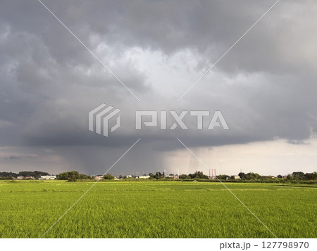 梅雨の田園風景を通り過ぎるゲリラ豪雨の雨柱 127798970