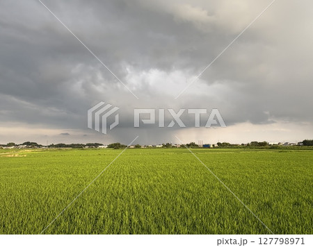 梅雨の田園風景を通り過ぎるゲリラ豪雨の雨柱 梅雨の田園風景を通り過ぎるゲリラ豪雨の雨柱 127798971