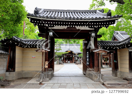 杭全神社 本殿 大阪府平野区 杭全神社 本殿 大阪府平野区 127799692