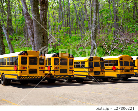 American typical school buses row in a forest outdoor American typical school buses row in a forest outdoor 127800221