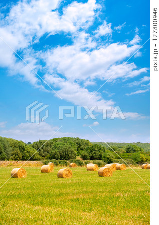Hay round bale greenfield  cereal plants in sunny day 127800946