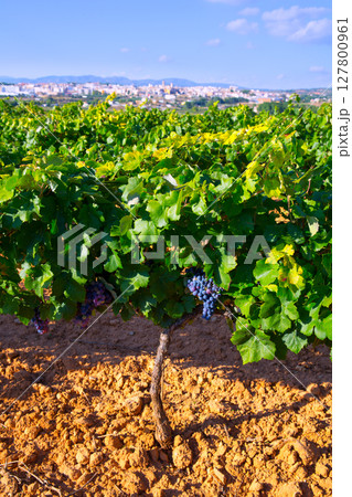 Requena in Valencia province a wine region of Spain 127800961