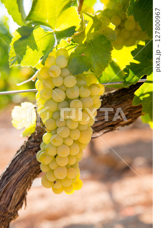 chardonnay Wine grapes in vineyard raw ready for harvest chardonnay Wine grapes in vineyard raw ready for harvest 127800967