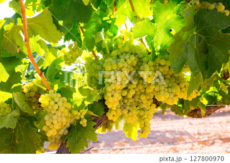 chardonnay Wine grapes in vineyard raw ready for harvest 127800970