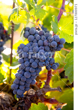Bobal Wine grapes in vineyard raw ready for harvest 127800971