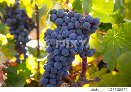 Bobal Wine grapes in vineyard raw ready for harvest 127800972