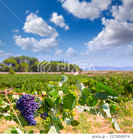 bobal wine grapes ready for harvest in Mediterranean 127800974