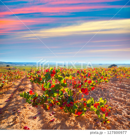 Autumn golden red vineyards in Utiel Requena 127800977