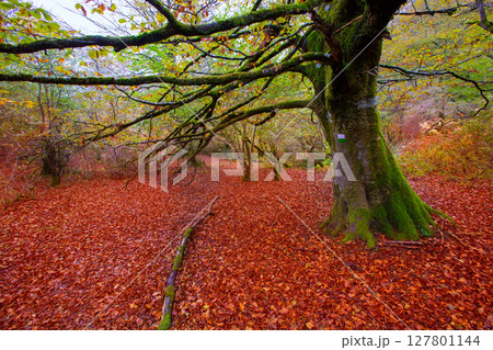 Autumn Selva de Irati beech jungle in Navarra Pyrenees Spain 127801144