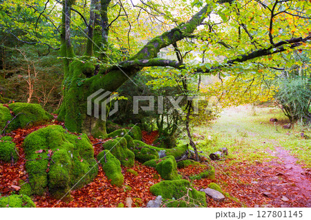 Autumn Selva de Irati beech jungle in Navarra Pyrenees Spain 127801145