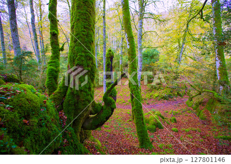 Autumn Selva de Irati beech jungle in Navarra Pyrenees Spain Autumn Selva de Irati beech jungle in Navarra Pyrenees Spain 127801146