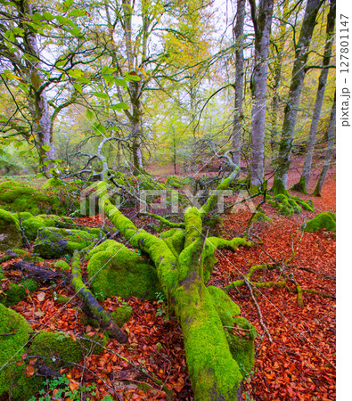 Autumn Selva de Irati beech jungle in Navarra Pyrenees Spain Autumn Selva de Irati beech jungle in Navarra Pyrenees Spain 127801147