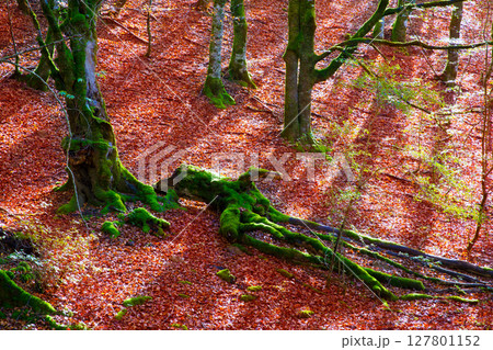 Autumn Selva de Irati beech jungle in Navarra Pyrenees Spain Autumn Selva de Irati beech jungle in Navarra Pyrenees Spain 127801152