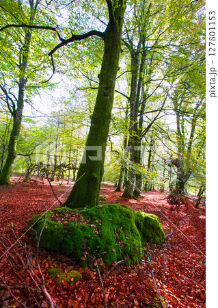 Autumn Selva de Irati beech jungle in Navarra Pyrenees Spain Autumn Selva de Irati beech jungle in Navarra Pyrenees Spain 127801153