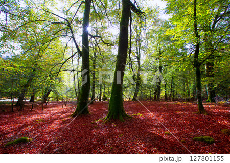 Autumn Selva de Irati beech jungle in Navarra Pyrenees Spain 127801155
