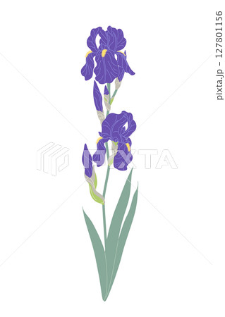 Simple Flowering Garden Plant Iris Simple Flowering Garden Plant Iris 127801156