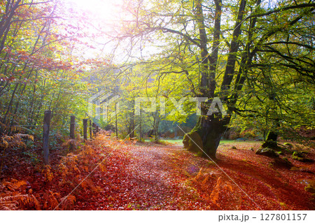 Autumn Selva de Irati beech jungle in Navarra Pyrenees Spain 127801157