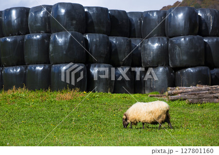Latxa sheep in Pyrenees of Navarra grazing in meadow 127801160