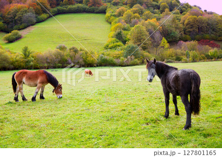 Horses and cows grazing in Pyrenees meadows at Spain Horses and cows grazing in Pyrenees meadows at Spain 127801165