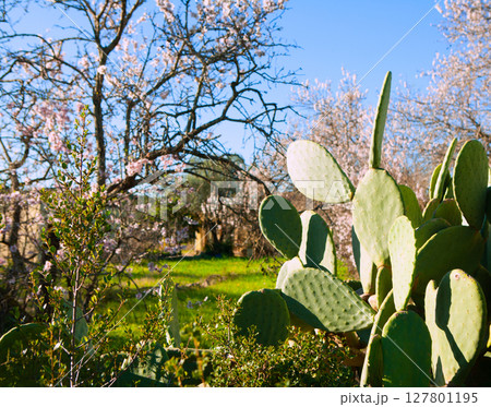 Mediterranean spring in Javea Denia with flower almonds Mediterranean spring in Javea Denia with flower almonds 127801195