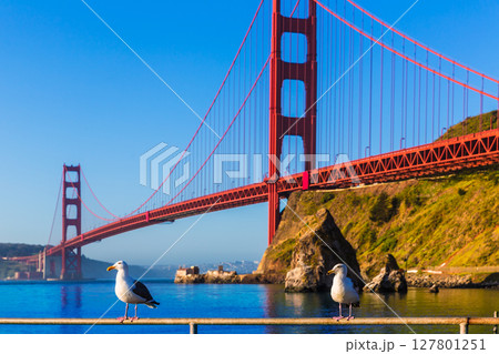 San Francisco Golden Gate Bridge seagull California 127801251