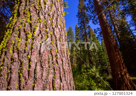 Sequoias in Mariposa grove at Yosemite California 127801324