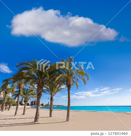 Alicante San Juan beach of La Albufereta with palms trees 127801460