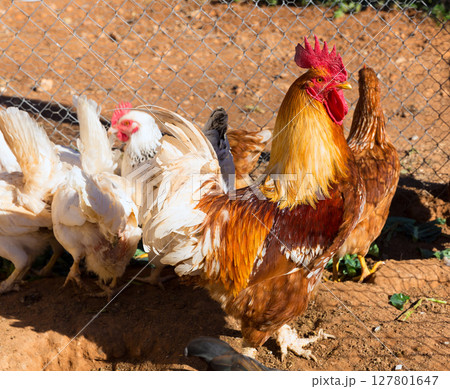 Rooster and hens in the house poultry 127801647