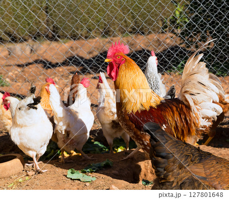Rooster and hens in the house poultry Rooster and hens in the house poultry 127801648