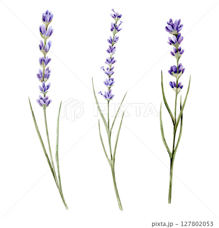 Watercolor hand drawn illustrations set of three branches of lavenders. Bouquet with lavender. Flower day 127802053