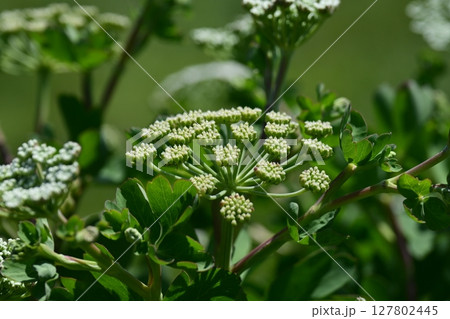 ボウフウ　ボタンボウフウ（Peucedanum japonicum） 127802445